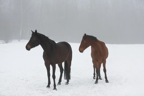 Kışın iki at. — Stok fotoğraf
