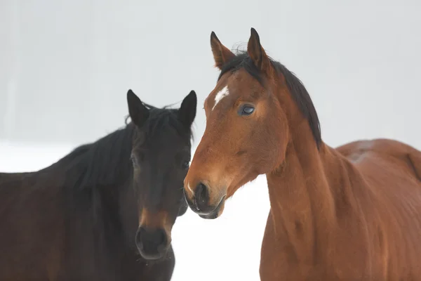 两匹马在冬天 — 图库照片