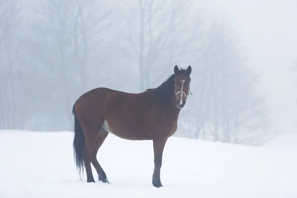 Paard in de mist — Stockfoto