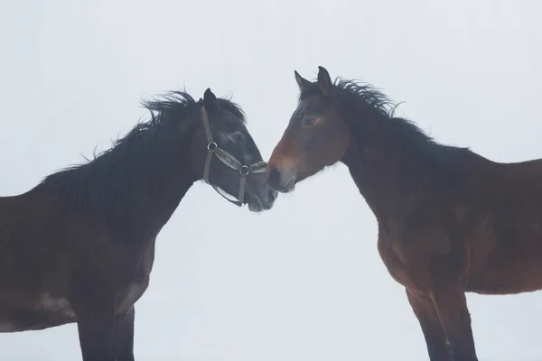 冬に2頭の馬が — ストック写真