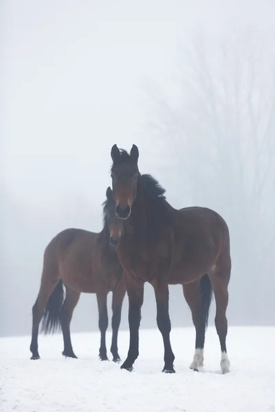 Två hästar på vintern — Stockfoto