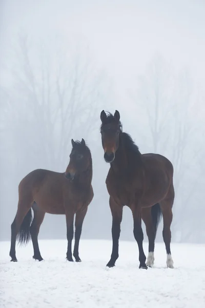 Dois cavalos no inverno — Fotografia de Stock