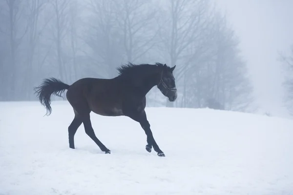 Paard loopt in de winter — Stockfoto