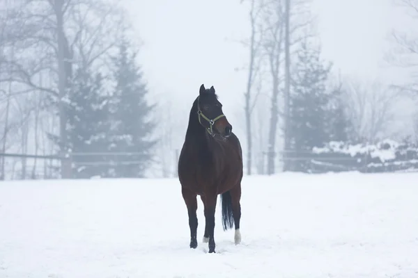 Paard in de mist — Stockfoto