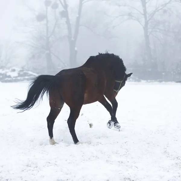 Kůň běží v zimě — Stock fotografie