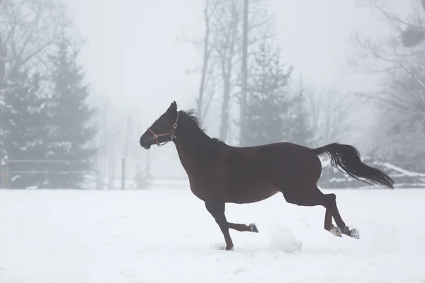 Paard loopt in de winter — Stockfoto