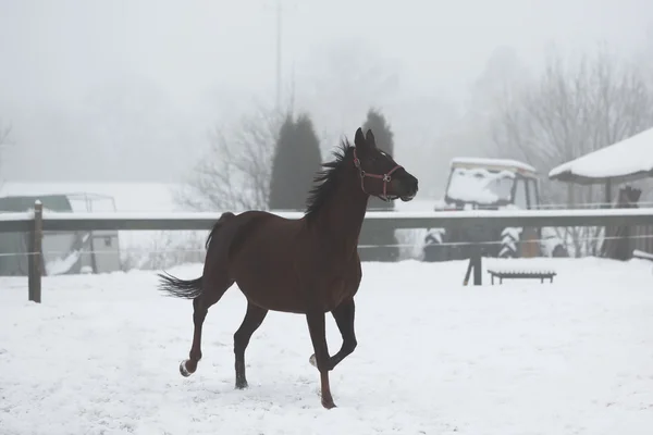 Paard loopt in de winter — Stockfoto