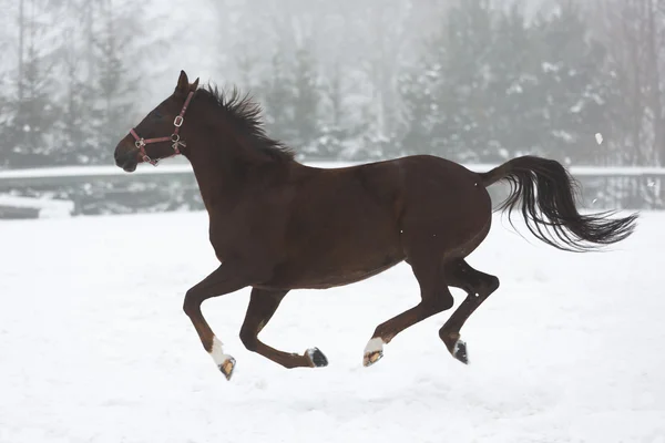 Télen futó ló — Stock Fotó
