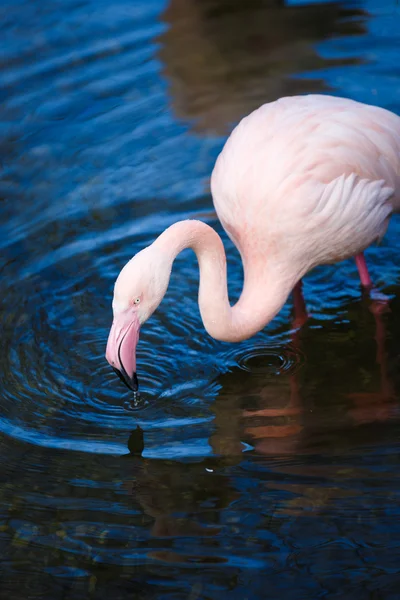 Flamant rose dans l'eau — Photo