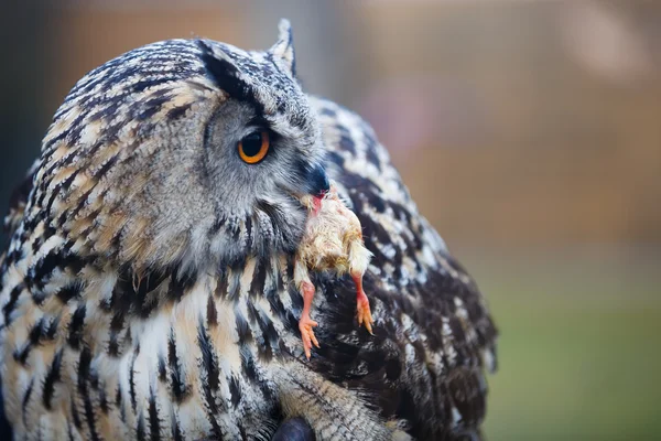 Hunter with prey — Stock Photo, Image