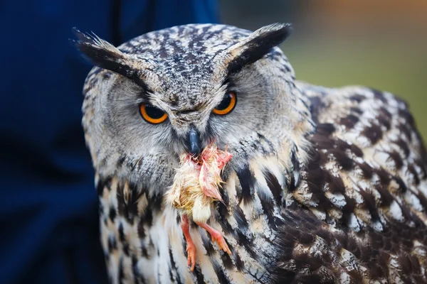 Hunter with prey — Stock Photo, Image