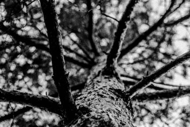 Dalları olan ağaç gövdesi