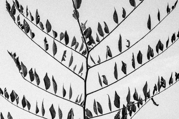 Black and white leaves on twig