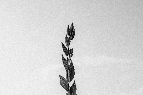 Balck White Twig Leaves — Stock Photo, Image