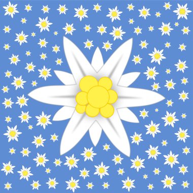 Edelweiss on blue background clipart
