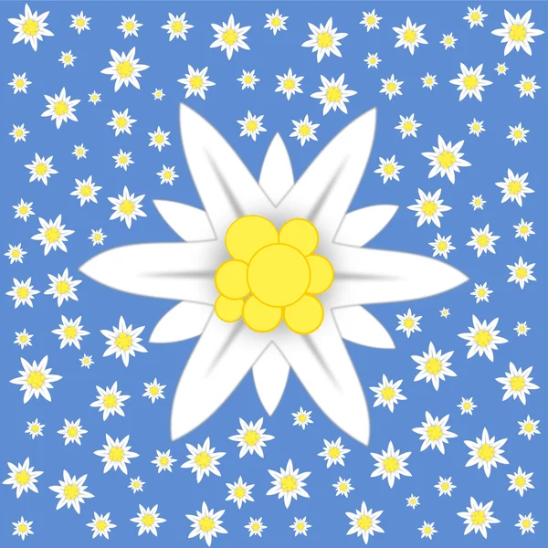 "Едельвейс" на синьому фоні — стокове фото