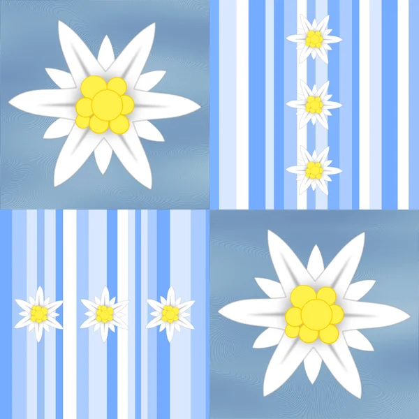 Edelweiß Blüten auf hellblauen Streifen — Stockfoto