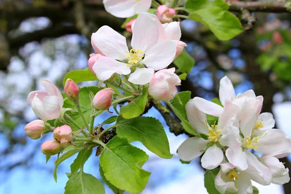 Ramo de uma árvore de maçã em flor — Fotografia de Stock