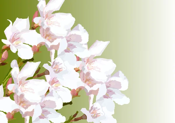Painted pink oleander blossoms on green gradient — Stock Photo, Image