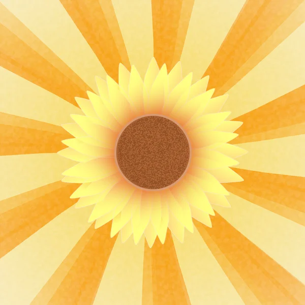 Цвіт соняшнику на сонячних променях — стокове фото
