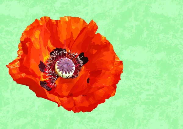 Painted poppy on green patterned background — Stock Photo, Image