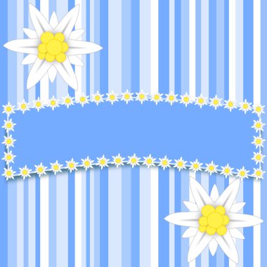 Edelweiss çiçek ışık mavi çizgili büyük kopya alanı ile üzerinde