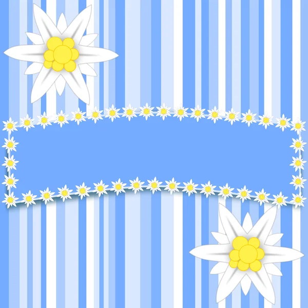 Flores de Edelweiss en rayas azul claro con un gran espacio de copia —  Fotos de Stock