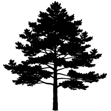 Detaylı dalları olan bir çam ağacının siyah silueti. Açık hava markalaşması, kış teması, kamp grafikleri, yürüyüş tasarımları, ekolojik logolar, minimalist manzaralar ve Noel süslemeleri için mükemmel..