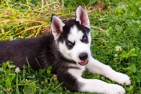 Cute Husky Puppy Blue Eyes Lying Green Grass — Stock Photo, Image