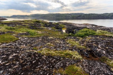 Kuzey kutup yazı. Barents kıyıları, Arktik okyanusu, Kola Yarımadası, Rusya
