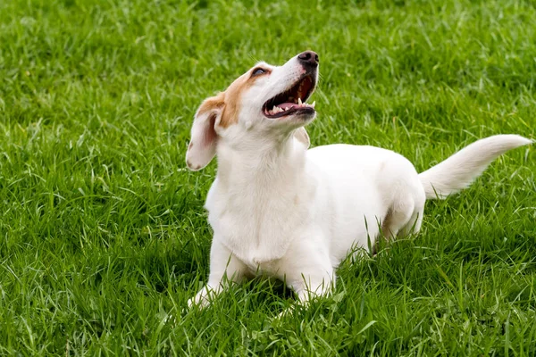 White Cute Fun Non Pedigree Dog Sitting Green Grass — Stock Photo, Image