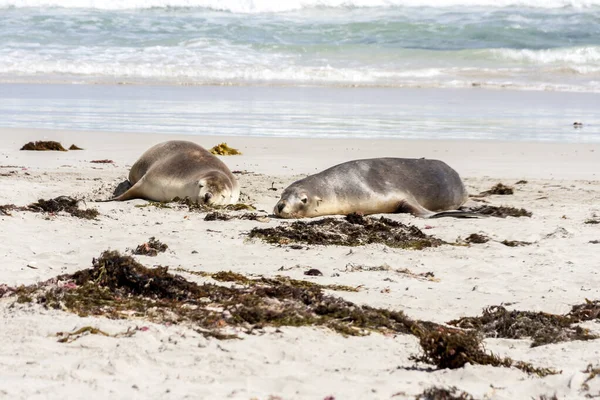 Sleeping Australian Sea Lions (Neophoca cinerea) on Kangaroo Island coastline, South Australia , Seal bay