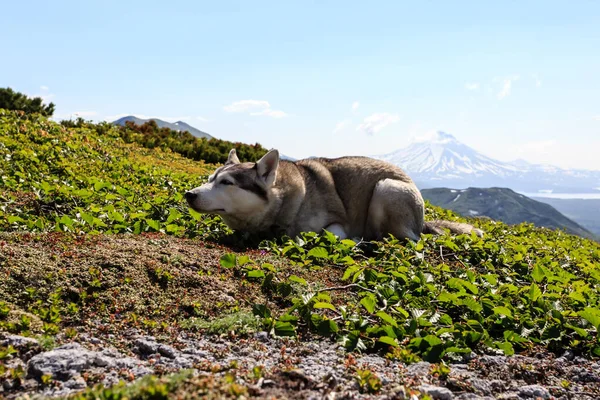 สายพ Husky นอนบนหญ นหล งของภ เขาในว นฤด อนท — ภาพถ่ายสต็อก