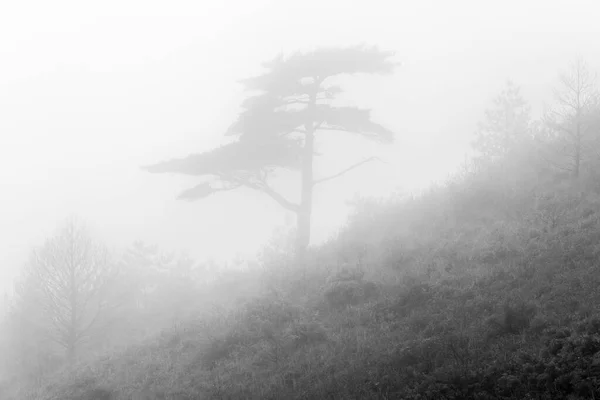 Einzelne Kiefer Nebel Nebliger Morgen Berg — Stockfoto