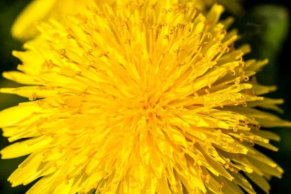 Dente Leão Amarelo Brilhante Primavera Imagem Perto Fundo Flor Macia — Fotografia de Stock