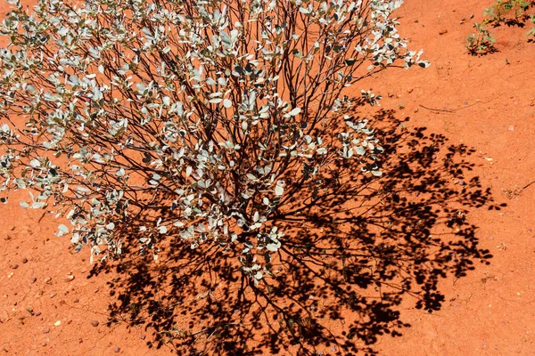 Ξηρός Θάμνος Φυτρώνει Λιγοστά Πετρώδη Εδάφη Κόκκινο Κέντρο Στην Αυστραλιανή — Φωτογραφία Αρχείου