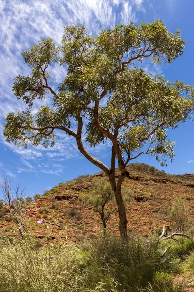 オーストラリアの砂漠 キングスキャニオン ノーザンテリトリー ワタルカ国立公園 オーストラリア — ストック写真