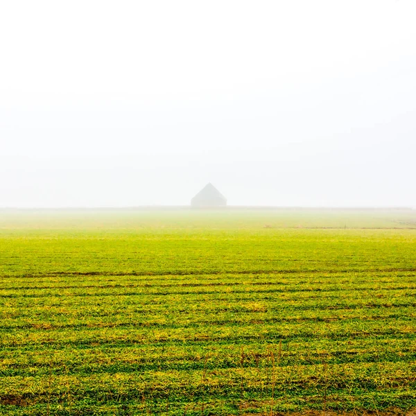 Sonbahar Tarlaları Sabah Sisinde Texel Adası Hollanda — Stok fotoğraf