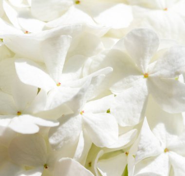 Beyaz kibar ortanca, çiçekli arka plan, romantik, yumuşak sanatsal görüntü, düğün konsepti. Seçici odak