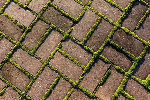 Yeşil Yosunlu Gri Taş Patika Görüntüyü Kapat — Stok fotoğraf