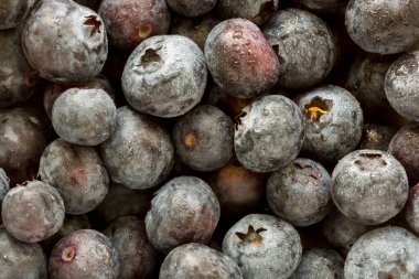 Damlalı taze organik yaban mersini. Görüntüyü kapat.
