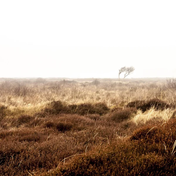 Outono Árvore Nua Sem Vida Névoa Manhã Texel Island Países — Fotografia de Stock