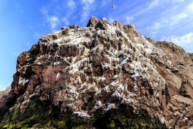 Martı kolonisi, Barents denizi, Arktik okyanusu, Kola Yarımadası, Rusya