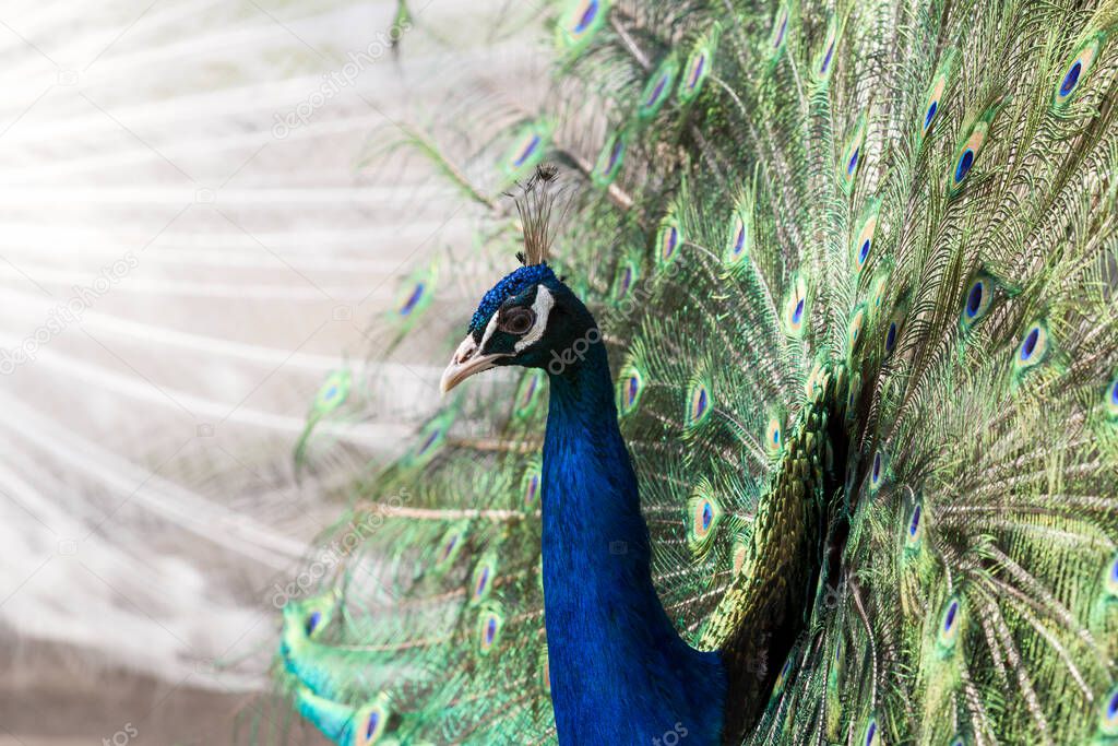 Colorful beautiful peacock. Closeup image