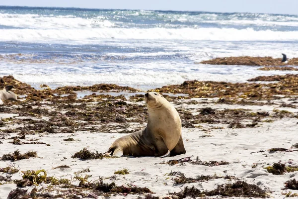 Cute Australian Sea Lion on the Kangaroo Island coastline, Seal bay, South Australia.