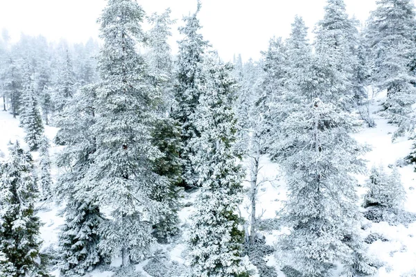 Sneeuwlandschap Met Dennenbomen Bedekt Met Sneeuw — Stockfoto