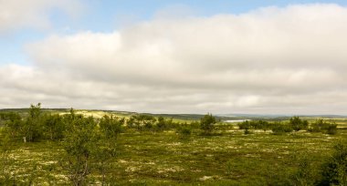 Tundra, kuzey kutup yazında Barents Denizi kıyısı. Kuzey Buz Denizi, Kola Yarımadası, Rusya