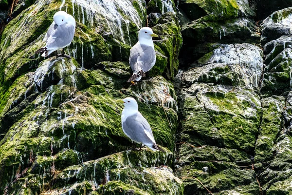 Colônia Gaivotas Outras Aves Península Kamchatka Nas Proximidades Cape Kekurny — Fotografia de Stock