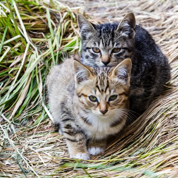 Dois gatinhos listrados bonitos sentados na grama. — Fotografia de Stock