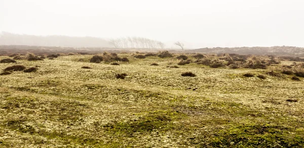 Hollanda Sonbahar Çıplak Ağaçlar Sabahları Sonbahar Sisidir Texel Adası Hollanda — Stok fotoğraf